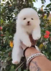 Order Female Toy Pomeranian Puppy from Ahmedabad